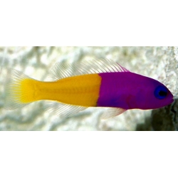 Pseudochromis Paccagnellae